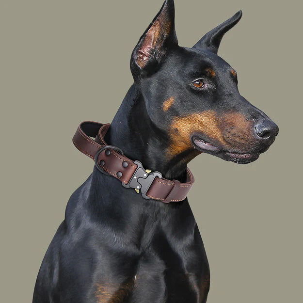 Hundehalsbands Dog collar Collier de chien
